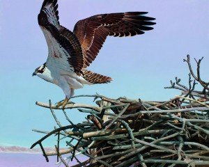 OspreyAerie_KR web