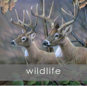 wildlife by Kip Richmond