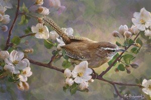 wren and apple blossoms by kip richmond