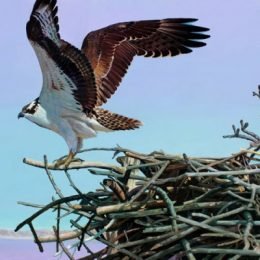 Osprey Aerie, Acrylic 28 x 36 on birch panel