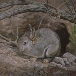 Columbia Basin Pygmy Rabbit - 2018 Oregon Habitat Stamp