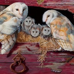 Barn Owl Family