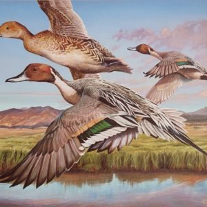 Pintails