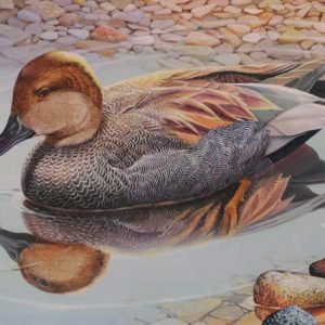 Gadwall