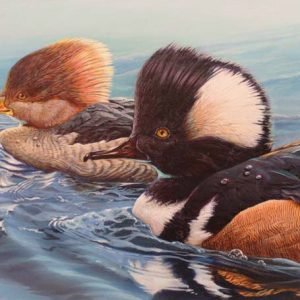 Hooded Mergansers