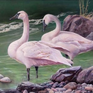 Trumpeter Swans - Green River