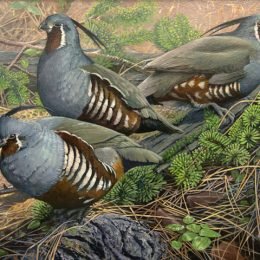 Mountain Quail -2014 Oregon Upland Bird Stamp