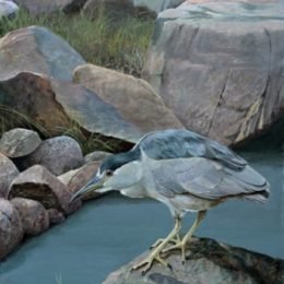 Night Heron (Martha's Vineyard) - Original SOLD