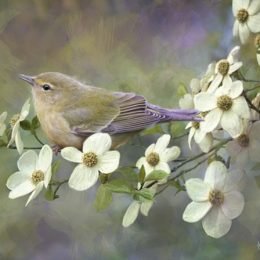 Orange-crowned Warbler 