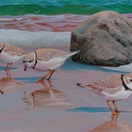 Piping Plovers (Martha's Vineyard - Original Sold