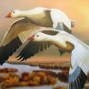 Snow Geese - Delta Sunset