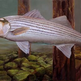 Striped Bass - Original SOLD