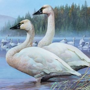 Tundra Swans - Oregon Mist