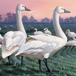 Tundra Swans - Piedmont