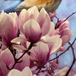 Blue Bird and Magnolias