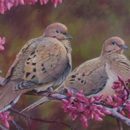 Mourning Doves