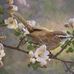 Wren and Apple Blossoms