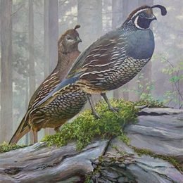 California Quail - 2016 Oregon Upland Bird Stamp