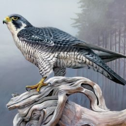 Peregrine Falcon, Oregon Coast - 13 x 18 Acrylic on Panel