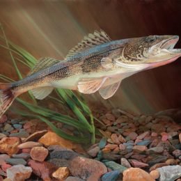 Sauger - 2015 Wyoming Conservation Stamp